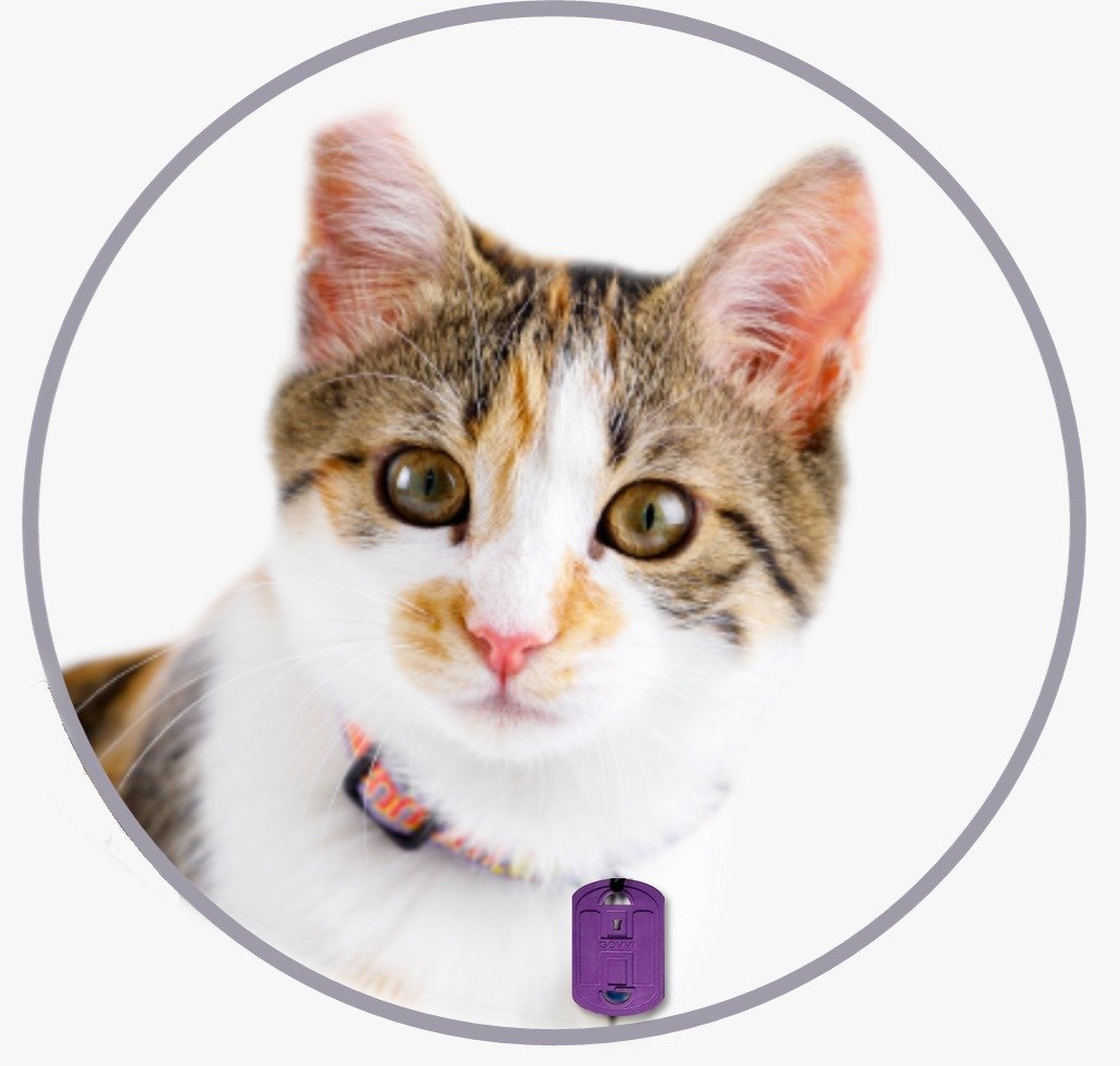Quantum Card for Kids & Pets - Image 2