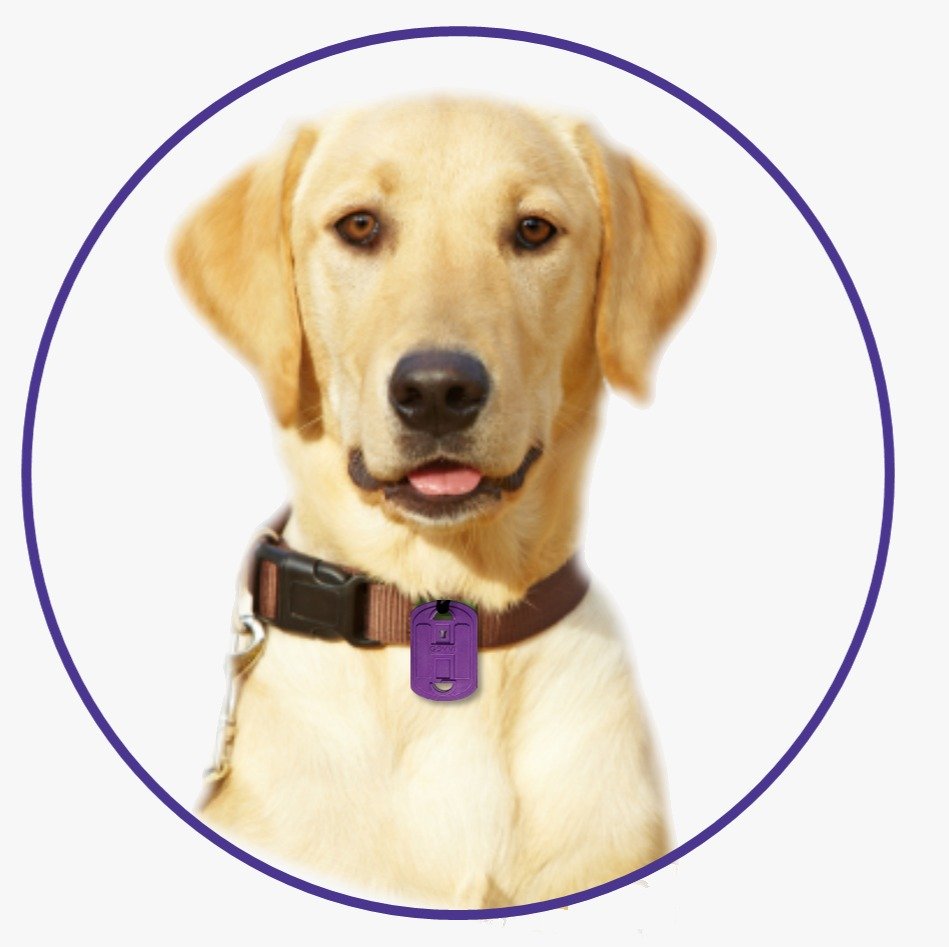 Quantum Card for Kids & Pets - Image 6